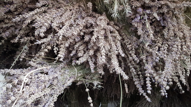 Niğde'de tıbbi aromatik bitki lavanta fidesi dikimi yapıldı